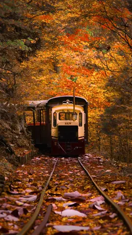 Trolley ride through a tunnel of autumn leaves🚃🍁 📍赤沢自然休養林 Akasawa Natural Recreational Forest, Nagano, Japan #japan #nagano #autumnleaves #train #animeedits #紅葉 #長野のいいところ #赤沢自然休養林 #トロッコ