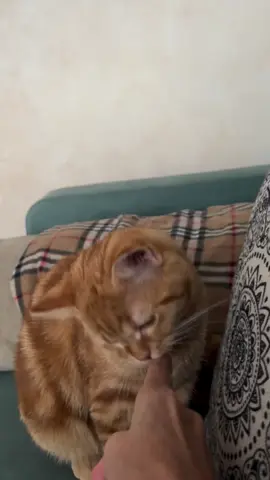 What would you call it?  / Як би ви це назвали? #кіттіктокер #кітукраїнець #кіт #cattok #catlover #cats #catsoftiktok #cat #cute #кот #kitten #котики #коты #котенок #котикиприколы #котыприколы #смешное #смешныеживотные #собака #собакадругчеловека #собаки #dog #dogsoftiktok #dogs #doglover #tiktok #собакиприколы #котики #котикиприколы #кумеднікоти #catsoftiktok #yellowcat #котысобаки #котята #котыприколы #собакиприколы #приколы #лучшее 