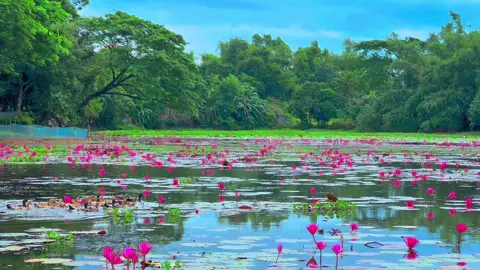 গুটিয়ে যাচ্ছি শামুকের মতো দ্রুত। সৃতি ও স্বপ্ন মনের ভিতর রেখে,খোলা চারিদিক বর্মে নিয়েছি ঢেকে। #foryou #foryoupage #narsingdi_bd #শীতল_হাওয়া #গ্রামবাংলা #প্রকৃতি_অপূর্ব_সৌন্দর্য🥰 #পরিবেশটা_অনেক_সুন্দর❤️ #গাজীপুর #নরসিংদী #প্রকৃতির_সৌন্দর্য🥰 #fypシ゚viral #প্রকৃতি #কাপাসিয়া_গাজীপুর।🥰🥰 #মনোহরদী_নরসিংদী #unfreezemyacount 