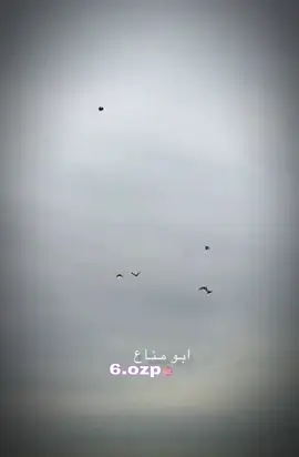 #عشاق_الحمام_الوت_عشق_لا_ينتهي ✌☠️