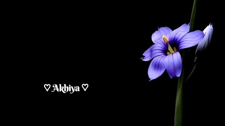 Akhiya Mai Tere Naal Laiyan..!🌸 #hindisong #foryou #foryoupage #statusvideo #viral #viralvideo #bdtiktokofficial #unfrezzmyaccount 