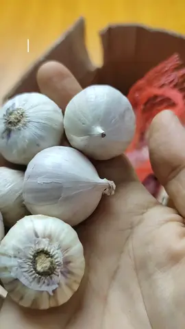Bawang putih tunggal/bawang lanang #wibgajian #gilagilajualan #bawangputih #bawanglanang #bawangputihtunggal 