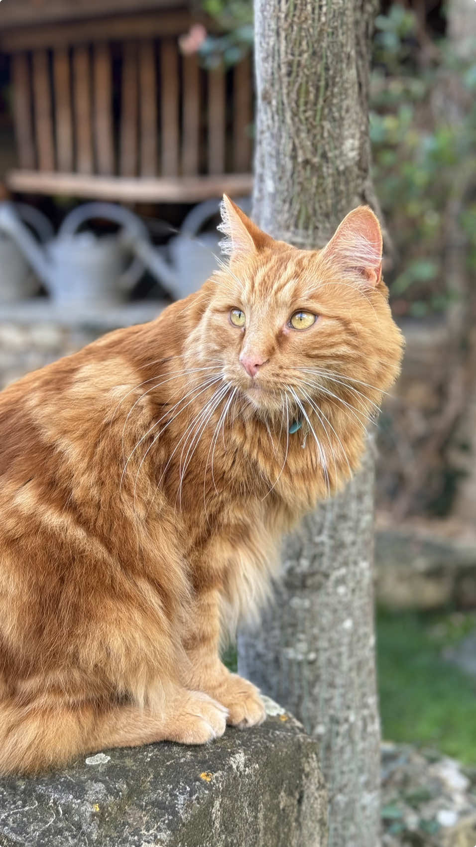 Épisode 1/5 : On crée une cabane pour Filou et Caramel 🐱 Ma grand-mère, alias Mémé Jo, adore ses deux chats autant que ses petits-enfants ! Alors, on a décidé de leur construire une petite cabane 🏠. Pour cela, on s’est inspirés d’une photo de magazine, au départ pour réaliser des boîtes aux lettres.  Notre objectif, comme toujours, est de maximiser la récup’ ! ♻️ 📐 Si tu veux nos mesures ecris “croquis” dans les commentaires et on t’envoie une photo! Ça t’intéresse que je te partage la référence des planches qu’on utilise pour la face avant ? #chat #maisonpourchat #cabane #pet #surmesure #woodworking#ConSantanderConecto 