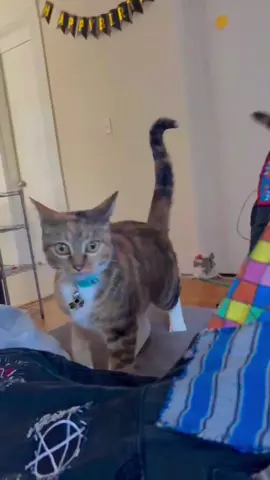 Cats can understand English well✨✨ #cat #funny #foryou #fyp #foryoupage #catlover #catsoftiktok #catsoftiktok #funnyvideos #cats #funnycat #titokcat #pets #kitten #usa🇺🇸 #cute 