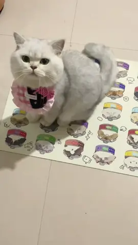 #foryou #cats #petcat #cute 