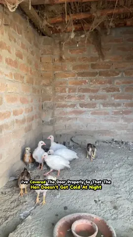 Guinea fowl chicks #minizoo #foryou #guinafowl #petsvlogs #whiteguineafowl 