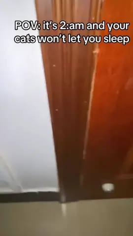 Scared cats😂#pet #foryou #funnyvideos #funny #cats #funnycat #cutecats #funnyanimal #fyp 