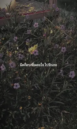 ผิดที่เผลอใจไปรักเธอ #ไม่ใช่อิจฉา #เธรดเพลง #เธรด #fyp 