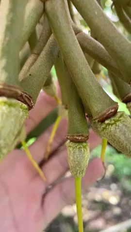 Cổ này của ae sao rồi , thái cái bè tiền giang 🥰🥰#sauriengmientay #xuhuong2024 #sauriengmonthon #xuhuong 