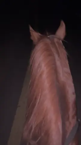 #خيل_عربي_اصيل🐎🐎#ليل#اكسبلور 