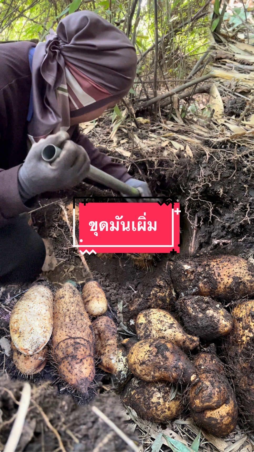 ขุดมันเผิ่ม มันป่าหากินยากอีกหนึ่งชนิด #มันเผิ่ม #เสียมลาว