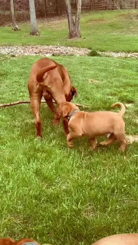 Big dog and little dog🐶🐶🤪#foryou #funny #dog #funnyvideo #cute #funnydog 