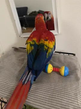 New beby🥰🥰(Milo) #macaw #macawsoftiktoks #macawparrota #parrot #bird #macawsoftiktok #scarletmacaw #norway #auroraparrot #mailoparrot