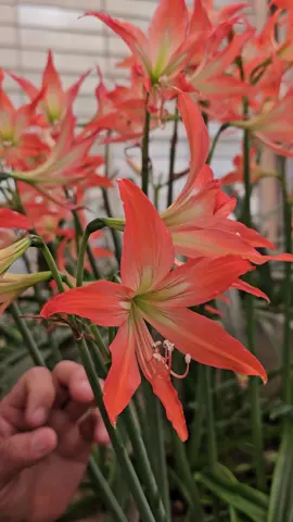 As Amarílis, que também são conhecidas como Açucenas, não na maioria plantas nativas do Brasil, e existem algumas espécies diferentes, de diferentes regiões. No entanto, as variedades que cultivamos normalmente não são as espécies originais, mas sim híbridos, resultantes do cruzamento de diferentes espécies. #amarílis #açucena #flores #bulbos #plantas #hippeastrum #jardim #jardinagem #paisagismos #gardening #plantasnativas