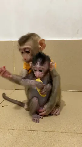 Monkeys like babi koi eating bananas. butter.#cutebaby #risa #funny #viral #trendingshorts #smart #memes #viraltiktok #viralshorts #shorts #koi #foryou #jasmine #monkey #animals #babymonkeys