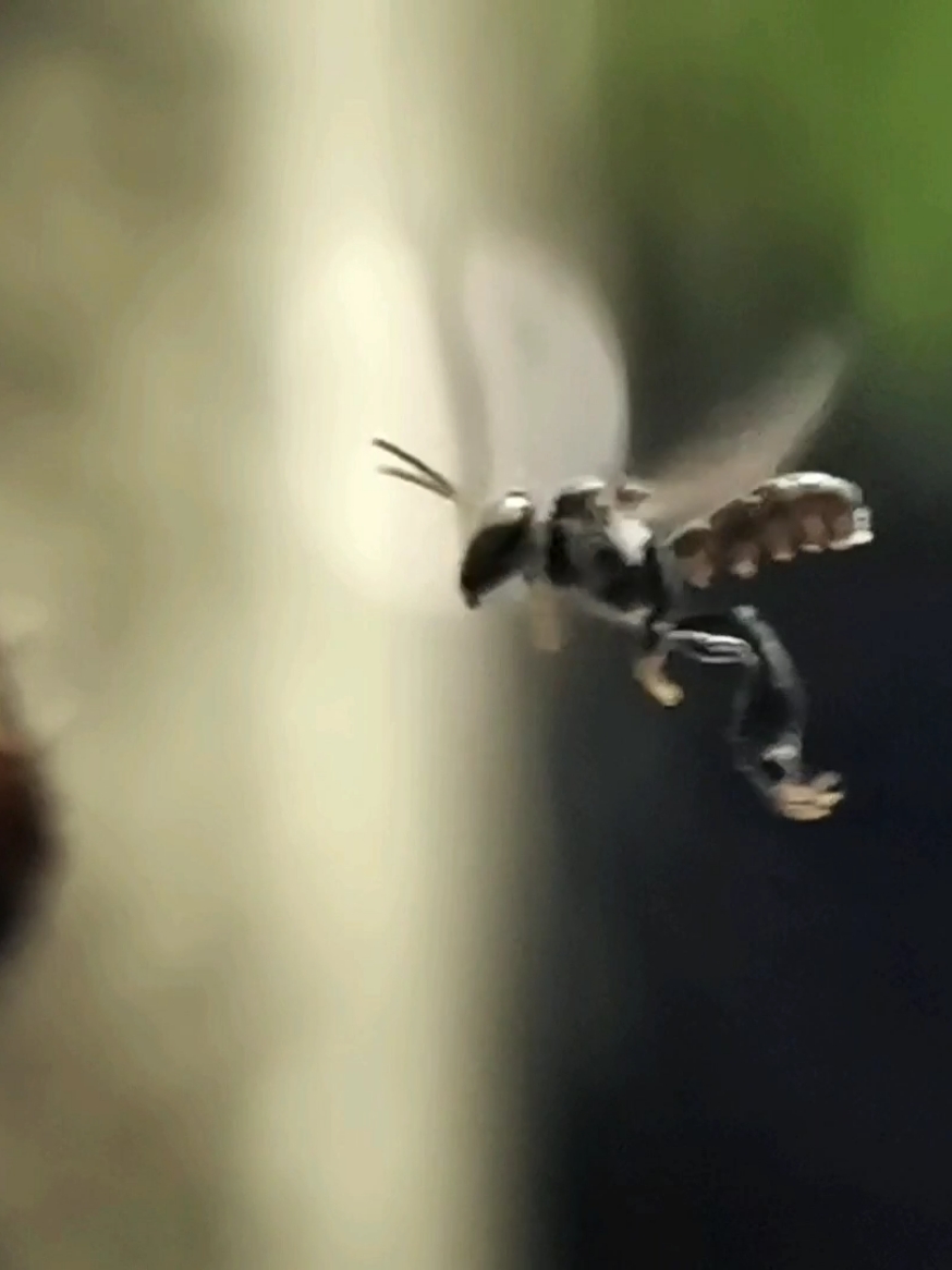 Tawon Klanceng #terbang #klanceng #waton#slowmo #makro #videoviral #videomakro#madu#pelan #gemes 