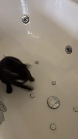 #cartoon #catsoftiktok #cat #kitten #bath #cartooncharacter #funnyvideo 