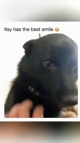 Funny animals 😂😂#pet #cat #dog #cute #animals #foryou #typ 