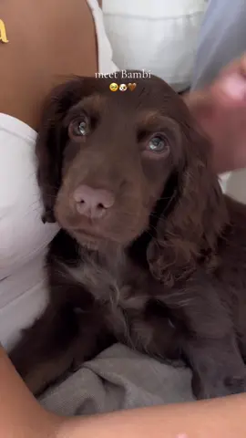 our pup is here & we’ve named her Bambi 🥹🐶🤎 we are SO obsessed