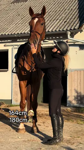 The cutest 180cm horse 🦒❤️#horsegirlvibes #horsesontiktok #equestrian #horsegirl #showjumpersoftiktok 