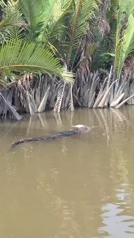 Cá Lìm Kìm miền tây !