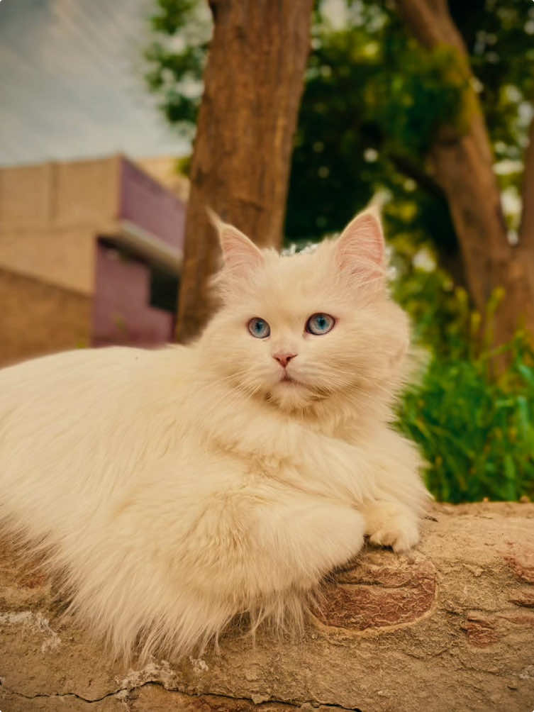 ANDAZZ 😘❤️#CapCut #maxmeow12 #foryoupage #trending #catsoftiktok #viral #fyp 