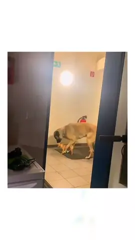 The end 🤣🤣 #pet #cat #dog #cute #animals #foryou #typ