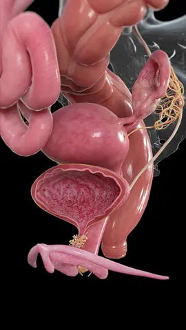 🚻 What Is Cystitis? 🚻 It’s a bladder inflammation that often leads to painful urination and frequent urges. Recognize the symptoms early! #Cystitis #UTI #BladderHealth #SciePro #edutiktok #meded #science #3d #medstudent #medical 