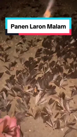 iaah iah iah sesok mancing #umpanmancing #laron 