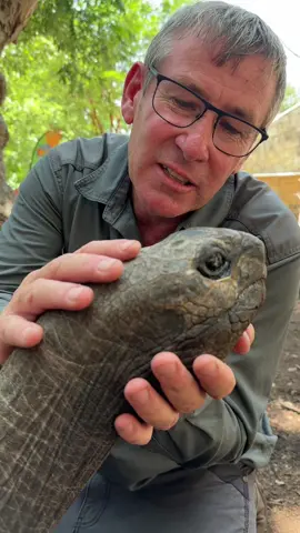 Look how cool this tortoise is - over 100 years old - imagine the changes he has seen! 🐢🙌🏻 #fyp #reels #ivancarter #tortoise #conservation 
