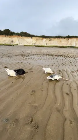 4 rats 5 miles of wet sand and a halloween tune #rats #animals 