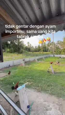 tabrak semua🔥🤪#ayamimportfilipin🇵🇭 #gtrsuppa #gamefram🐔🐔🐔 #gtr #xybca #ayamfilipin🇵🇭 #gtrfamily #kakigetar #fypage #salamsatuhobby #masukberanda #pinrang #🐓🐓 