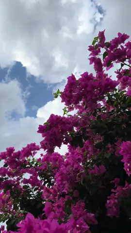 سكنا بغيمة حمراء🤍🌿 #غيوم #اكسبلور 