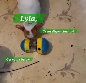 Lyla cute and funny dog play with treat dispenser #chihuahuaadventures #chihuahuaobsessed #chihuahuacuteness #chihuahuanation #ChihuahuaWorld #dogsoffacebook #puppies #chihuahuapride #dog #chihuahualove #cutepuppies #cutepuppy 