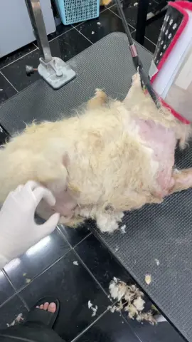 Poodle rối lông #doggrooming  #poodle 