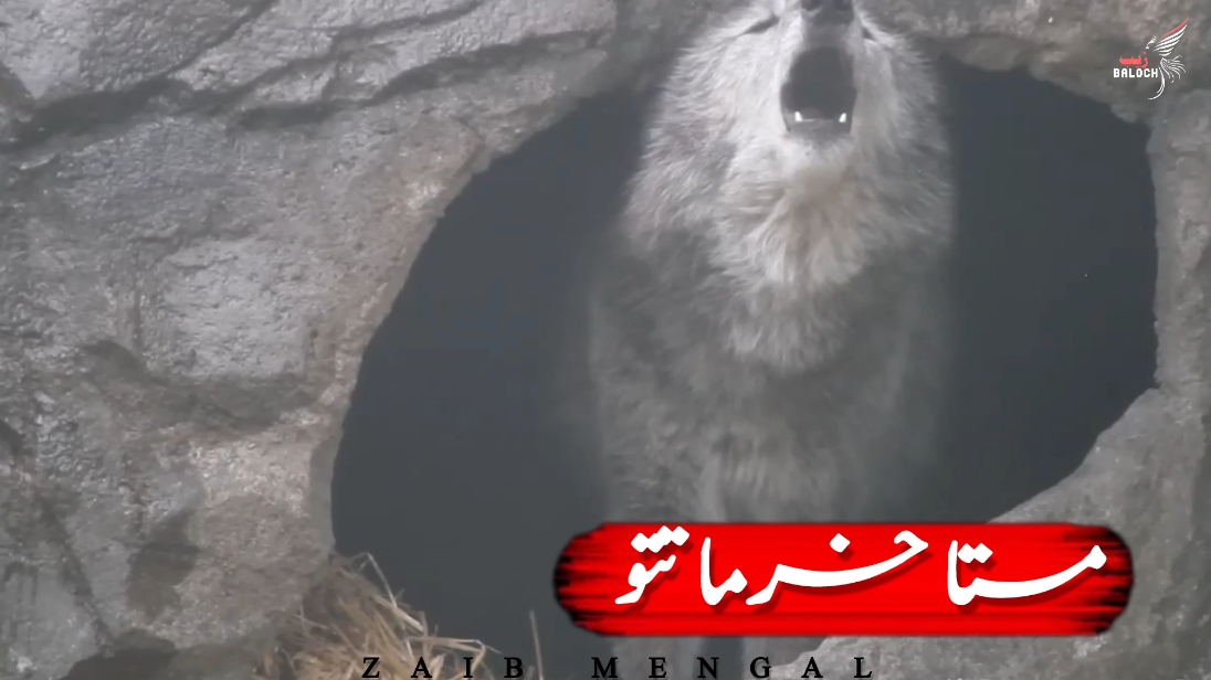 King ZAIB MENGAL ✌🏻#newtrend #statusvideo #ustadmirahmedbaloch❤️ 