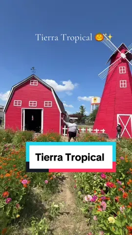 Te lo cuento todo 👀 Tuvimos la oportunidad de visitar @tierratropical durante de la temporada de #PumpkinPatch 🎃 inspirado en el otoño pero en el caribe 🥰 Estas son los mejores lugares para hacerse unas FOTOS INCREÍBLES:  1. La granja roja y el molino rojo. Allí encontrarás una pasola y dentro de la granja, tienen un espacio con pajaritos 🐦 2. Los girasoles 🌻 ubicados a la derecha después del molino y la granja.  3. El #PumpkinPatch está justo en la entrada de #Tierratropical 🎃 4. El jardín de flores comestibles, está  del lado izquierdo de la entrada 🌸 y es poco concurrido por lo cual tendrás más tiempo de hacerte unas buenas 📸 5. La camioneta roja surtida de 🎃, te hace sentir dentro de una película ✨ ✅ Es muy importante mantenerse hidratado y contar con bloqueador solar.  🏖️ La playa más cerca está a unos 30 minutos después de tierra tropical y no hay nada mejor que un buen chapuzón después de visitar la granja ✨ 📌Comparte este video con quién quieres vivir la experiencia de @tierratropical  • • • • • • • • • #cruzibakes #cruzitakes #tierratropical #TurismoRD #PumpkinPatch #Girasoles #Naturaleza #Bani #rd #GranjaMagica #RepublicaDominicana #review #visita #aventura #safaritropical 