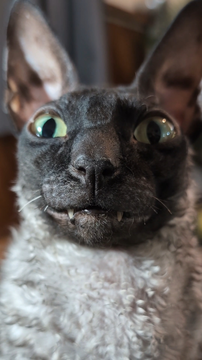 Smiles-to-go 😻😻 #fyp #pixelandsophie #clubmeatbird #smile #cat 