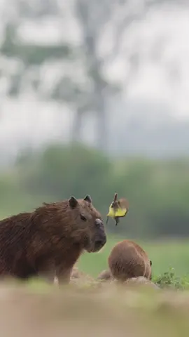 De las tomas más increíbles que he grabado 🤩 #ofarrillprints  Síganme en Instagram para seguir mi próxima expedicion buscando el leopardo de las nieves en los Himalayas 🙌🏻🌎  #bolivia #capibara #fotografia 