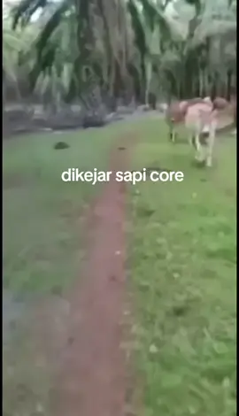 #dikejar sapi core  #fyp.. 