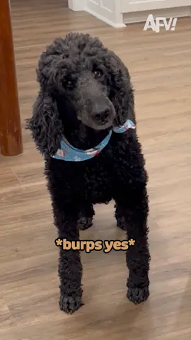 That's all he needed to say 😂 #afv #dogs #funnyvideos