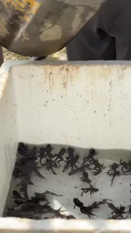 Do you see tadpoles with legs before? We collect the tadpoles with legs who have jumped out and move them to the next stage in a new pond!🐸 #fyp #trend #trending #viral #viralvideo #Vlog #blogger #dailyvlog #dailylife #DailyRoutine #dailyshine #work #farmer #frog #katak #farm #perak #malaysia #malaysianupdate #explore #exploremalaysia #happy