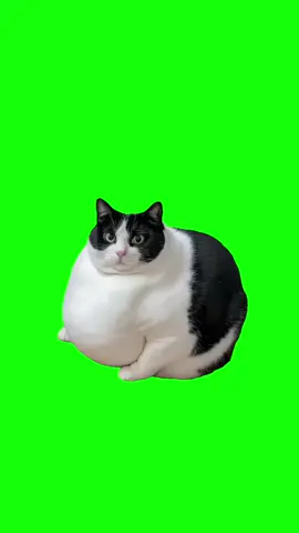 Fat cat sitting meme green screen #meme #cat #greenscreen 