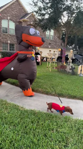 Super Wieners!!! #Halloween #TrickorTreat #Superman #Costume #Dachshund #Dog #SuperHero #Oscar #Decoration 