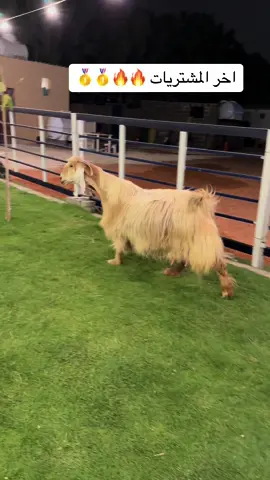 #معزا_عوارض_صنف_نوادر_العارضي_صفر_ربش_صفر_مراح_العماريه_الرياض🥇🔥 #معزا_عوارض_صنف_نوادر_العارضي🔥🥇 #معزا_عوارض_صنف_نوادر_العارضي_صفر_ربش_ #عوارض 