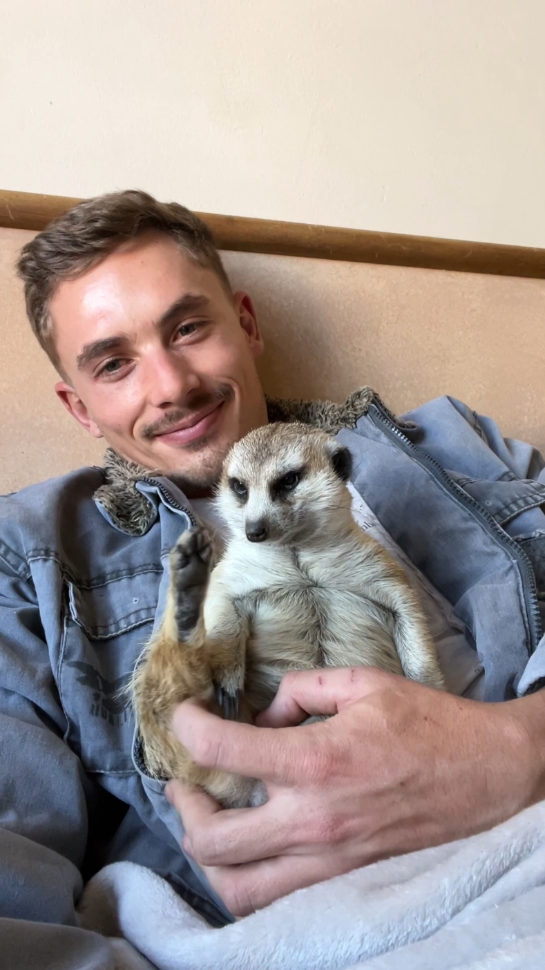 Minki and Jerry the Meerkats are too cute!😍🥰 #meerkat #cute #cuteanimals #animallover #animalsoftiktok 