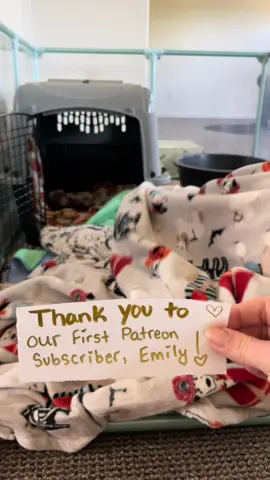 Cheesecake the capybara wanted to make you an extra special thank you @emilyyy.alexandria 🥰  PS - capygrams are edible #capybara #capybaras #capybaratiktok #funnyanimals #capybaralove #capybaramemes #cuteanimals #cute #animals #animalsofinstagram 