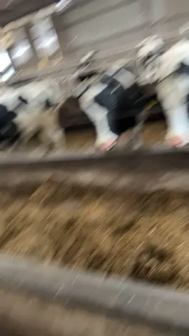 Crazy cow 🐄