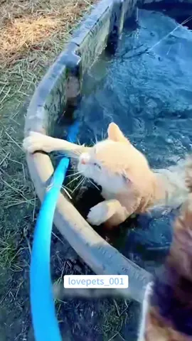Unlucky cat.#cats #cutecats #foryou #funnytiktok #funnyvideos #usa #funnyanimals #fypシ #viral #funnycat #funnypets #catlover #funny 