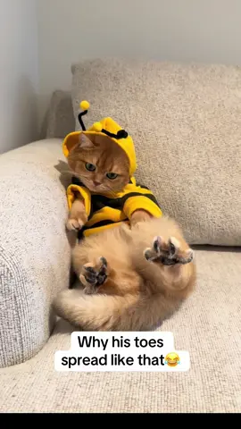 PAWS :)  #cat #britishshorthair #cute #bee #costume #halloween #fyp #viral #paws  